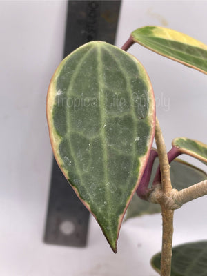 Hoya Macrophylla Albo