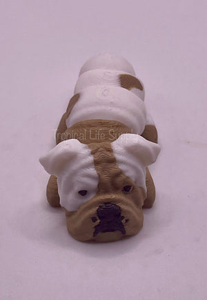 English Bulldog