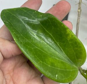 Hoya Altdritchii IML 1498