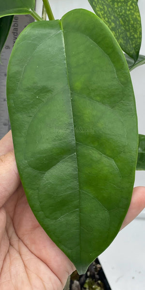 Hoya Alengensis