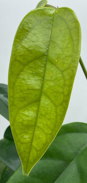 Hoya Alengensis