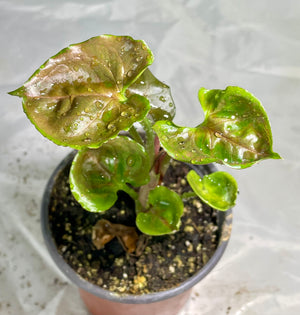 Syngonium Strawberry Ice Japan #2