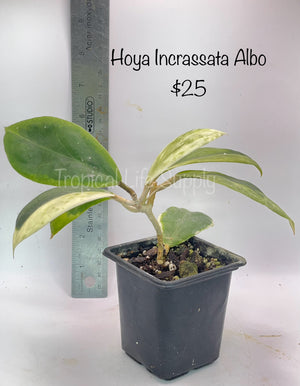 Hoya Incrassata Albo