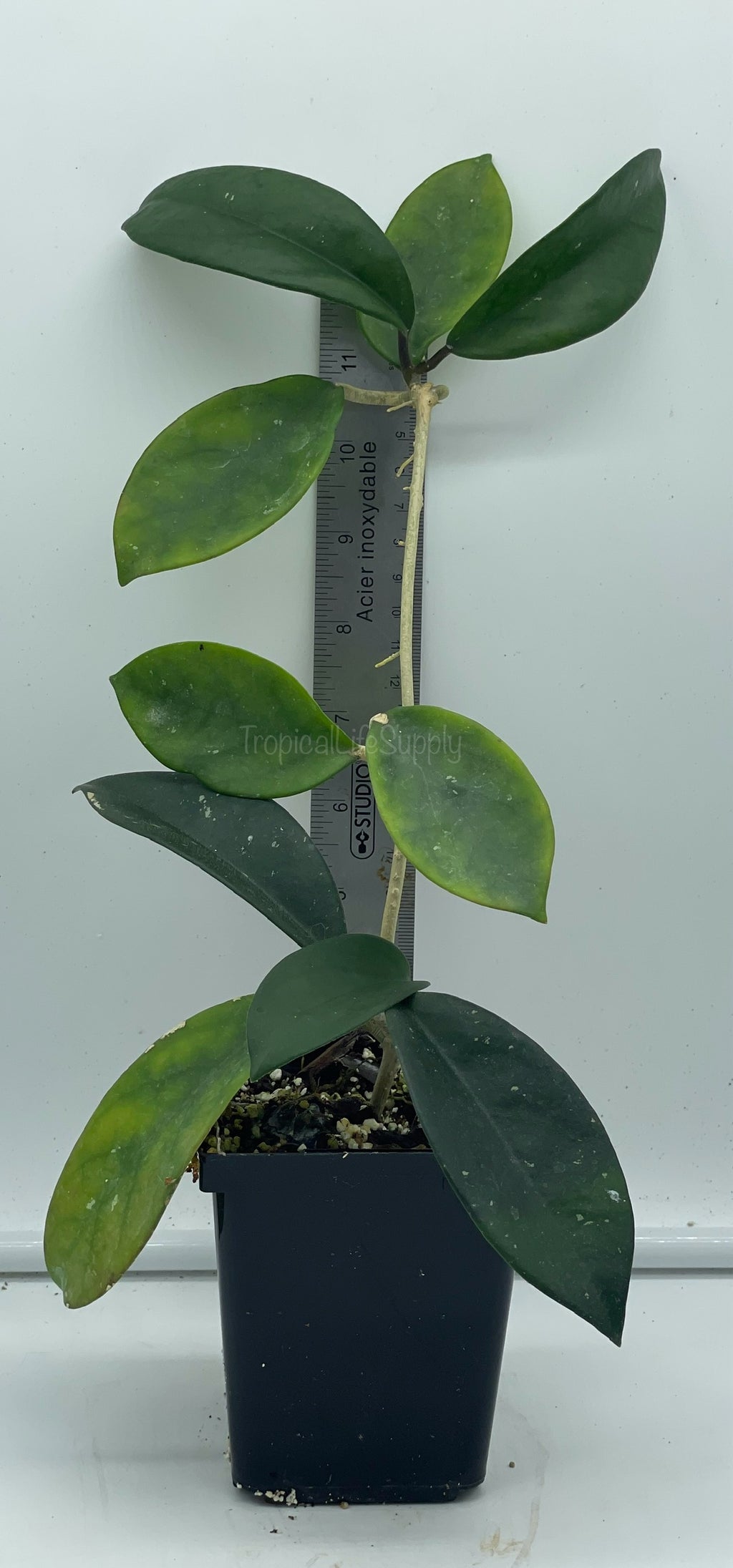 Hoya Skinneriana