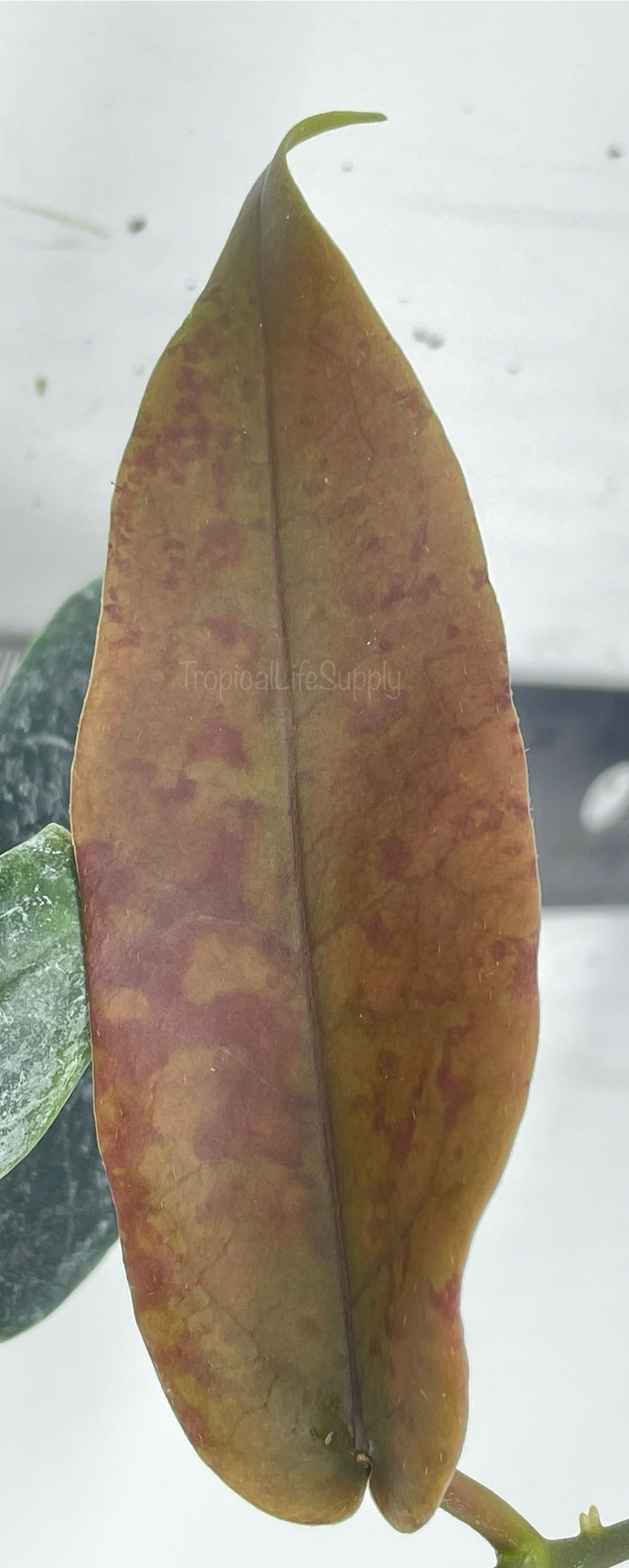 Hoya Onychoides