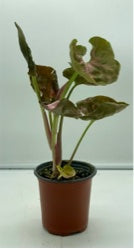 Syngonium Strawberry Ice Japan