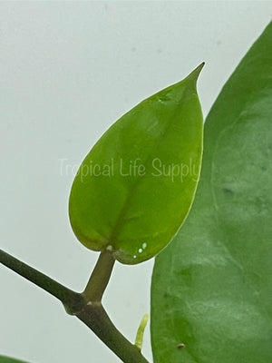 Hoya Cardiophylla