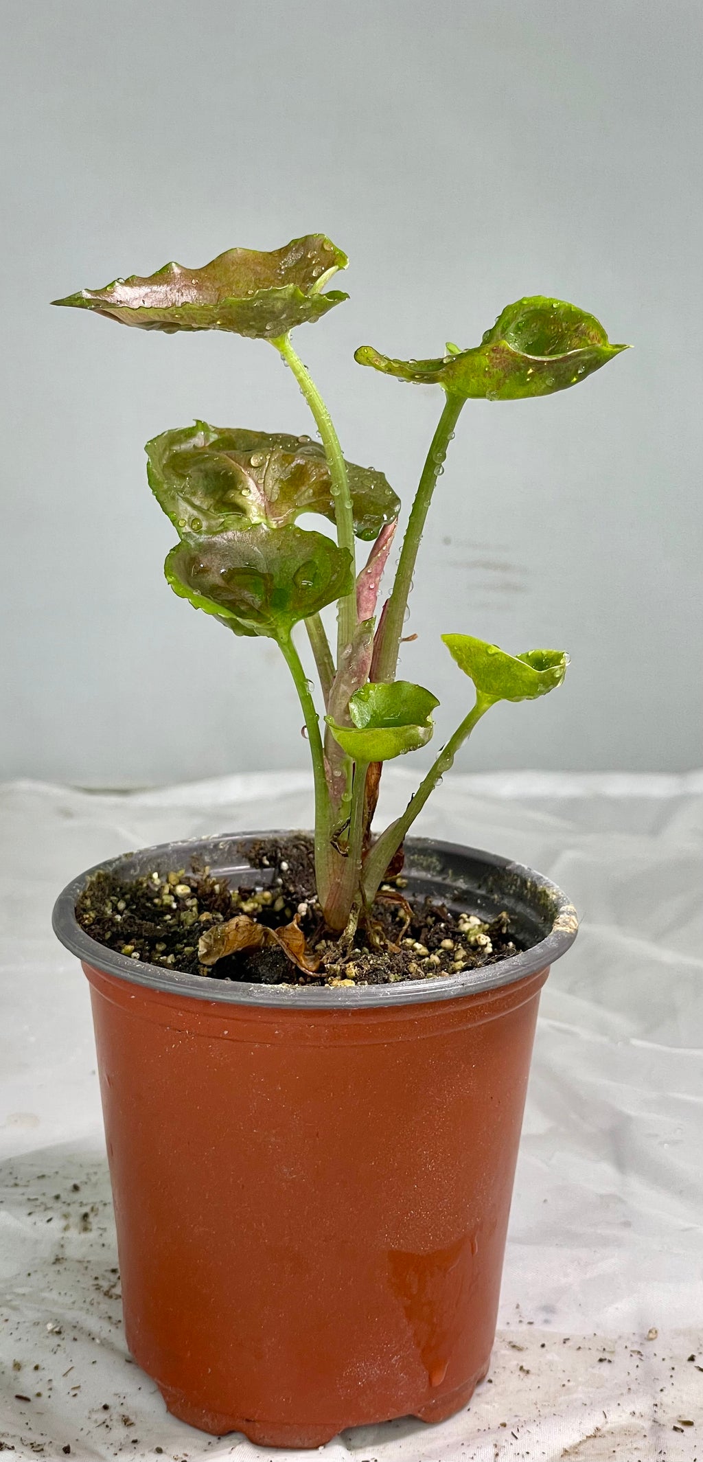 Syngonium Strawberry Ice Japan #2