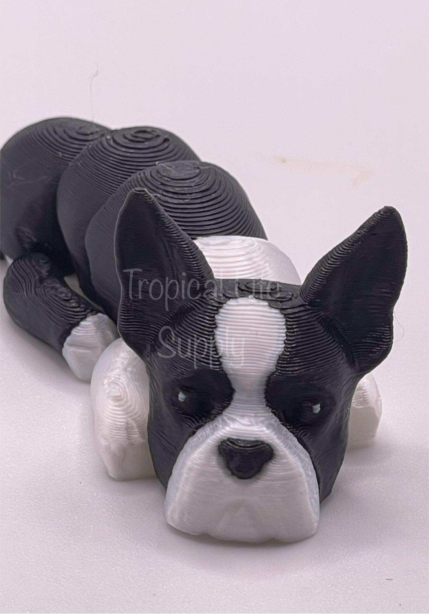 Mini Boston Terrier