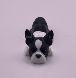 Mini Boston Terrier