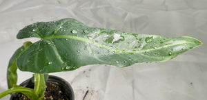 Philodendron Maximum