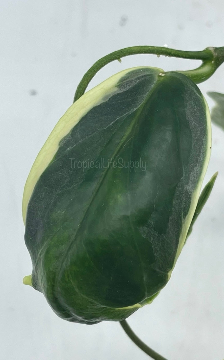 Hoya Kenjiana Albo