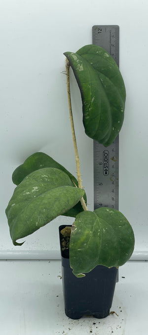 Hoya Priktai