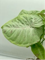 Syngonium Milk Confetti