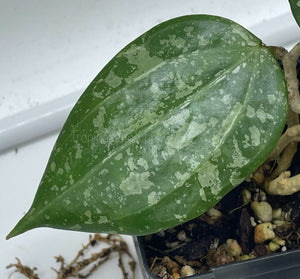 Hoya Macrophylla Splash