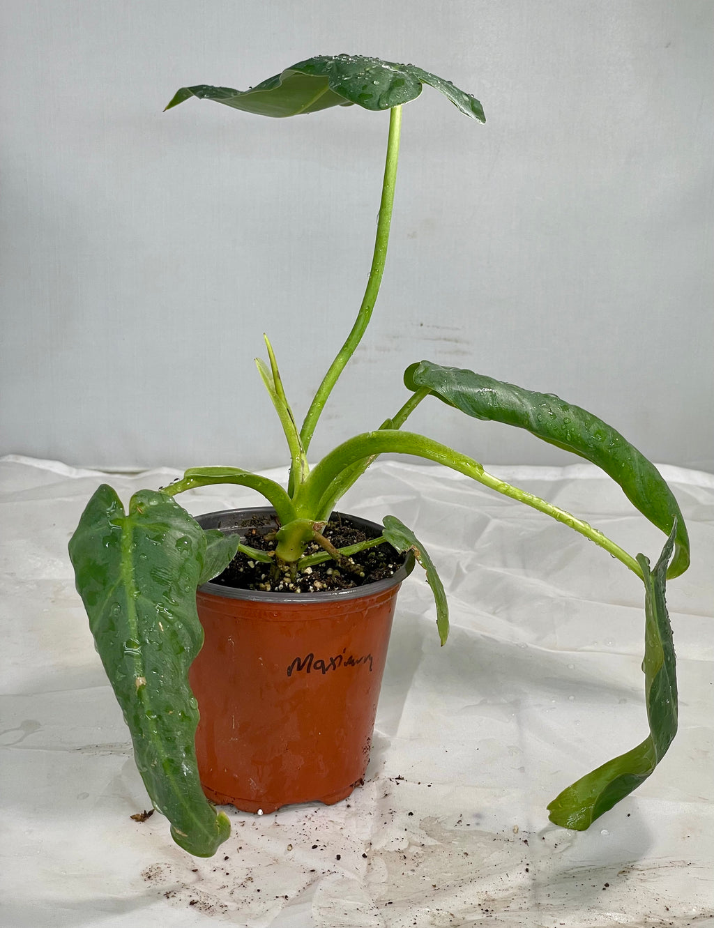 Philodendron Maximum