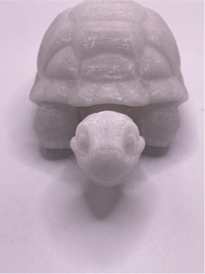 Medium Tortoise