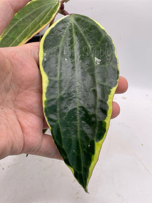 Hoya Macrophylla Albo