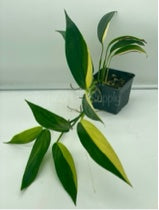 Epipremnum Amplissimum Variegated