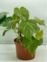 Philodendron Majestic