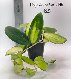 Hoya Acuta White Var