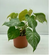 Philodendron Majestic