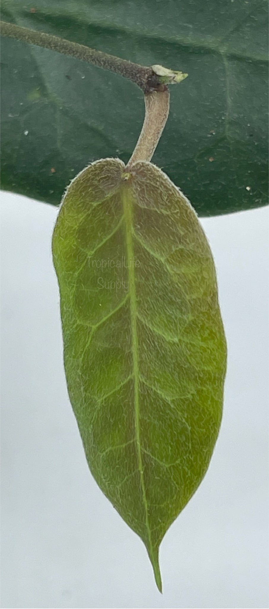 Hoya Megalaster