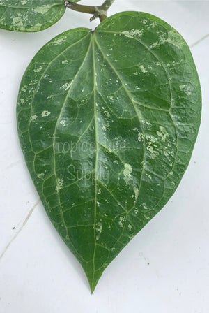 Hoya Glabra Thai